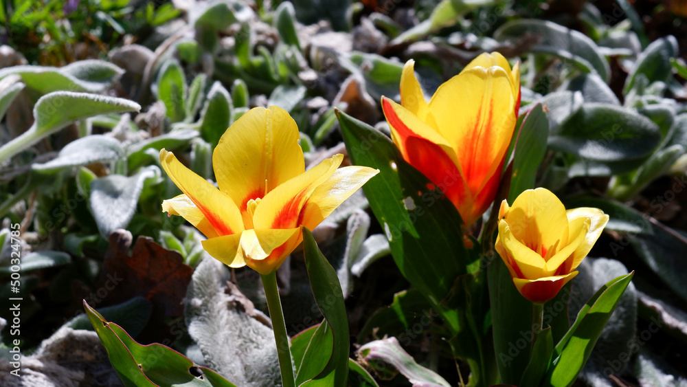 A low-growing tulip variety with broad striped leaves and a yellow flower with a red center. It blooms in early spring in the garden bed. Close-up, Tulip Greyga, Tulipa greigii. A low-growing tulip variety with broad striped leaves and a yellow flower with a red center. It blooms in early spring in the garden bed. Close-up, Tulip Greyga, Tulipa greigii.