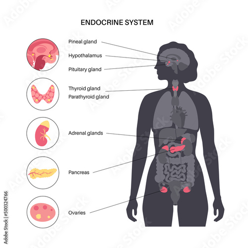 Human endocrine system