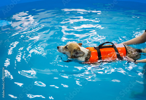 Фотография Corgi dog in life jacket swim in the swimming pool