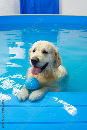 Картината върху платно golden retriever dog playing with ball in the swimming pool