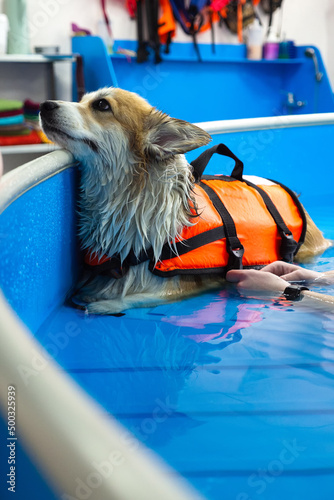 Картината върху платно Corgi dog in life jacket swim in the swimming pool