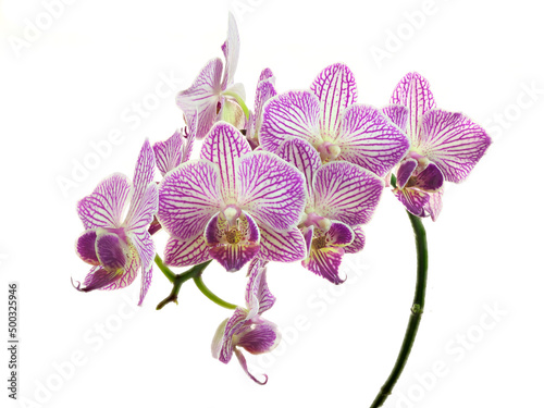 A Close-up Focus Stacked Image of Pink and White Orchids Isolated on White