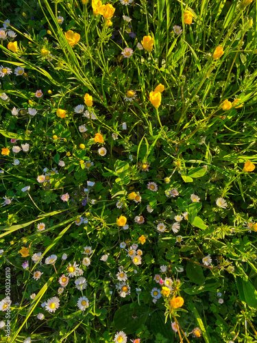 wilde Blumenwiese