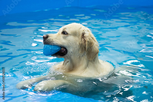 Schilderij op canvas golden retriever dog playing with ball in the swimming pool