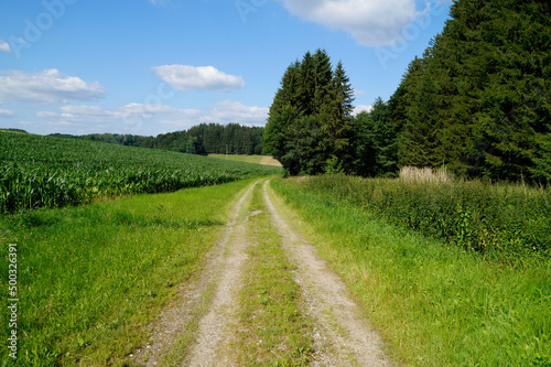 a path leading through the green fields of the German countryside in Birkach on a sunny summer day  