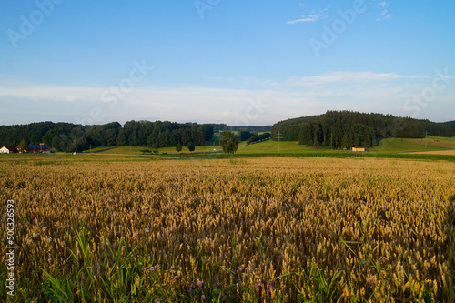 beautiful sunlit landscape with endless wheat fields of the Bavarian countryside in Birkach (Germany, Bavaria, Swabia)