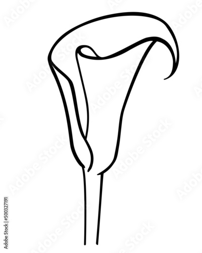Calla inflorescence, tropical plant flower - vector line drawing for coloring book, logo or pictogram. Outline. Botanical illustration - calla