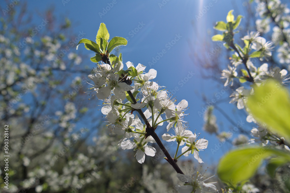 Plum blossoms on a branch in an orchard, opposite the blue sky. Shallow depth of field, close up Plum blossoms on a branch in an orchard, opposite the blue sky. Shallow depth of field, close up
