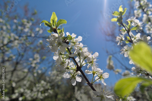 Plum blossoms on a branch in an orchard, opposite the blue sky. Shallow depth of field, close up