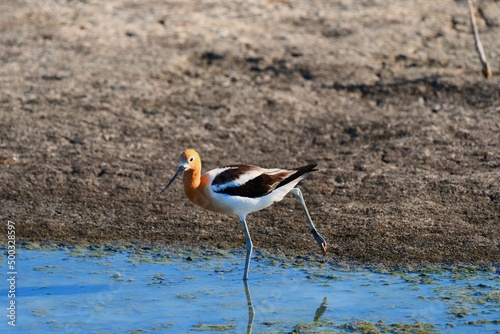 American Avocet
