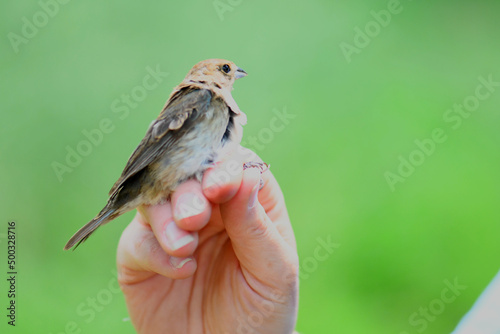 Bird in the Hand