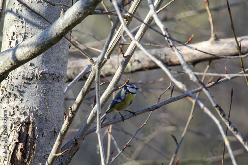 Wallpaper Mural Portrait einer Blaumeise im Gestrüpp eines Busches.
 Torontodigital.ca