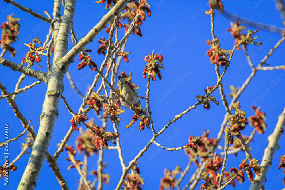 Portrait eines Stieglitz auf einem Baum im Frühjahr.
Portrait eines Stieglitz auf einem Baum im Frühjahr.