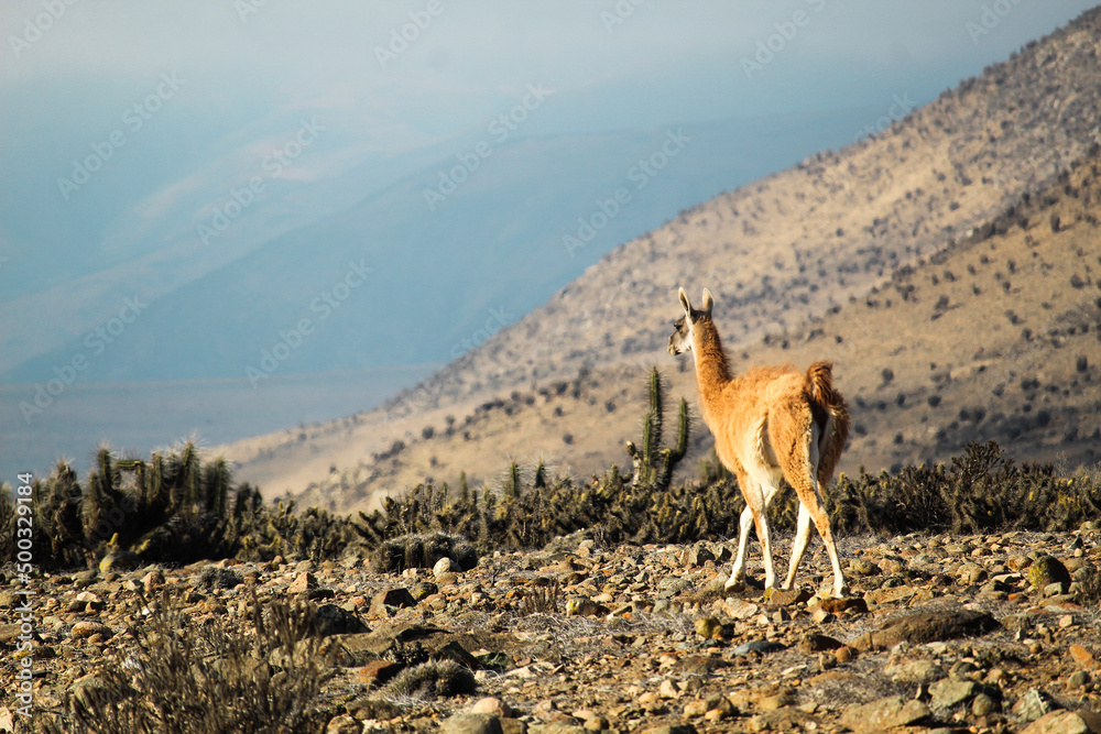 Fototapeta premium Guanaco en su hábitat localidad de choros, coquimbo, Chile