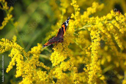 Ein Admiral, Schmetterling auf einer gelb blühenden Pflanze.