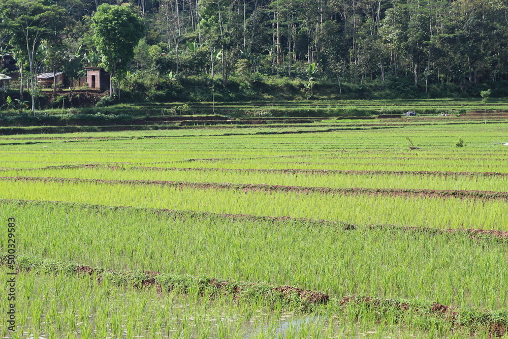 young rice plant under the hill