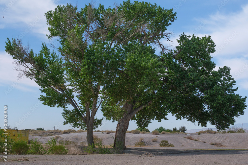 Fototapeta premium tree in the field