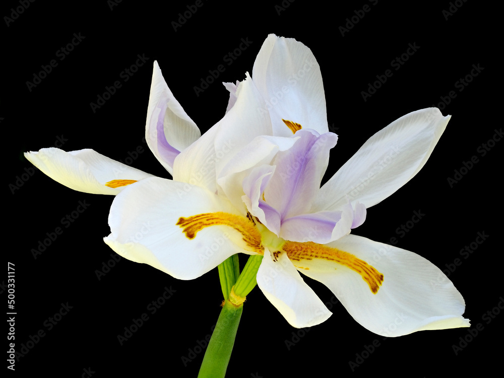 Obraz premium A Focus Stacked Closeup Image of a White Iris Isolated on Black