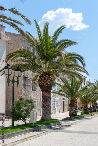 Häuser mit Palmen auf der Promenade in der Stadt Pag, Insel Pag, Kroatien