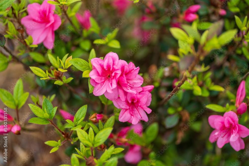 Pink Azalea blooms in spring