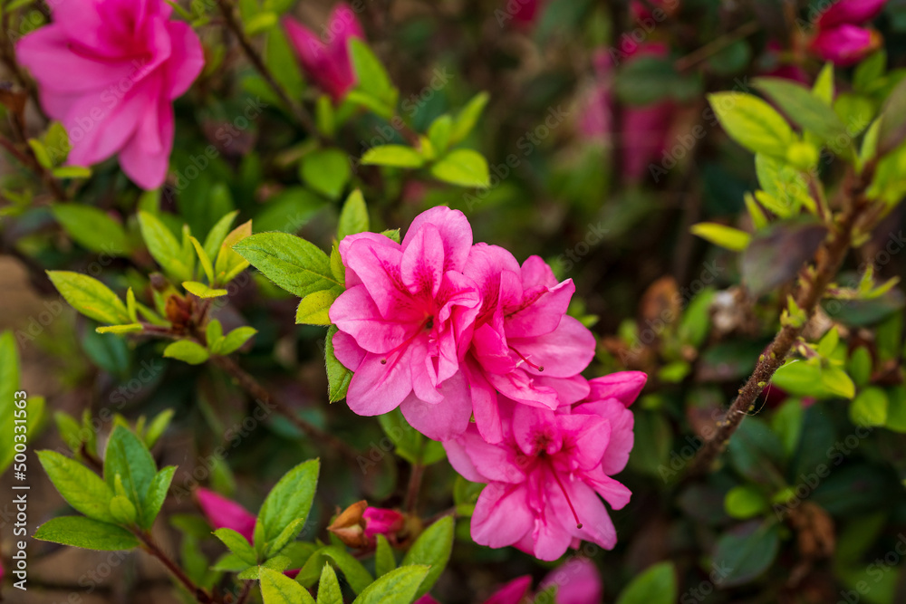 Pink Azalea blooms in spring