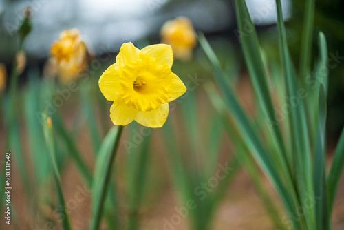 Hello Spring Flower