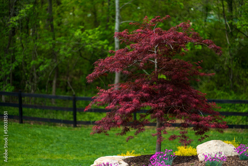 Glorious Red Japanese Maple