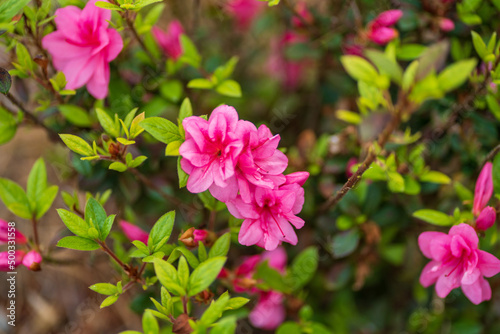 Pink Azalea blooms in spring