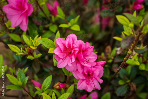 Pink Azalea blooms in spring