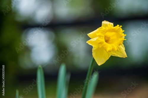 Yellow Spring Daffodil with bokeh