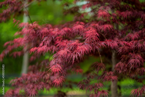 Red Japanese Maple in the Spring