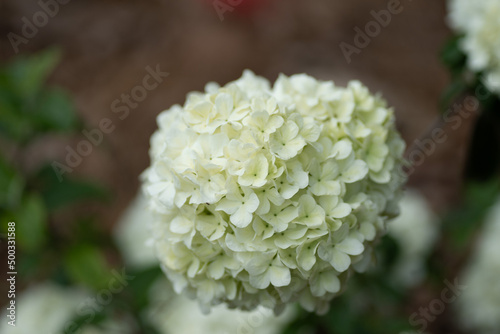 White Bloom in Spring