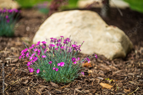 Pink Flowers by a rock