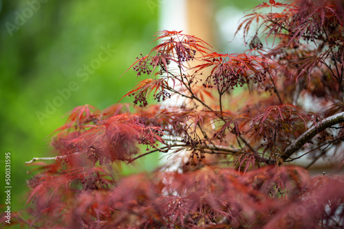 Red Japanese Maple Spring Bloom