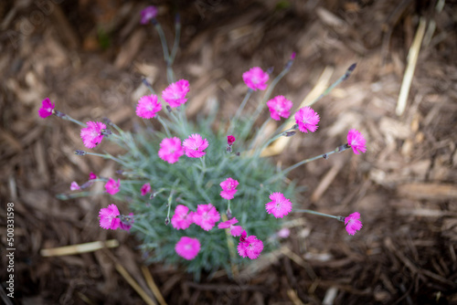 Pink Blooms in the Spring