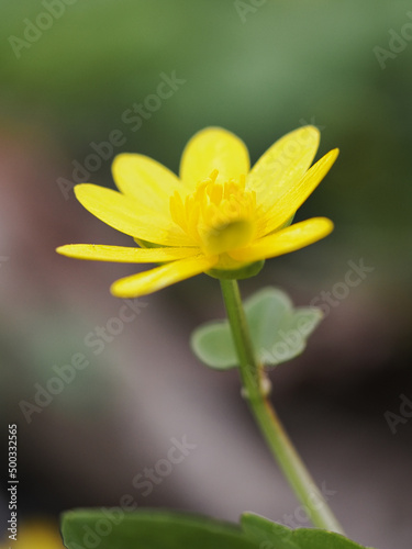 Fototapeta Naklejka Na Ścianę i Meble -  Orsay spring flower yellow in detail.