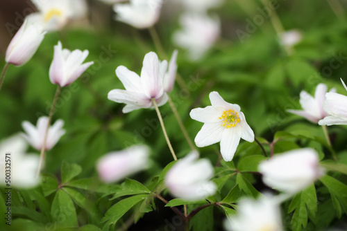 White anemone flower in nature.