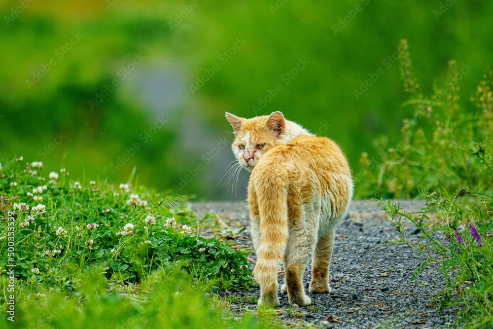野原を散歩中の猫