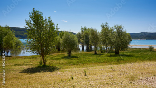 Flooded trees in the Sainte Croix lake in the village Sainte Croix du Verdon