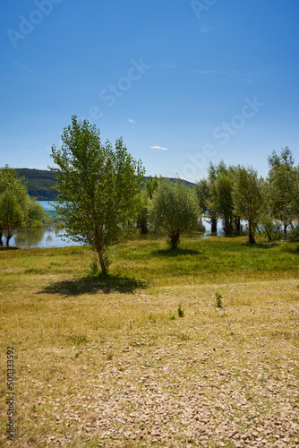 Flooded trees in the Sainte Croix lake in the village Sainte Croix du Verdon