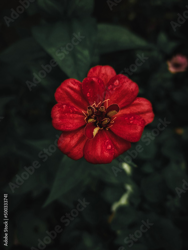 Red zinnia flower with black background.Spring flowers.Macro, close up
