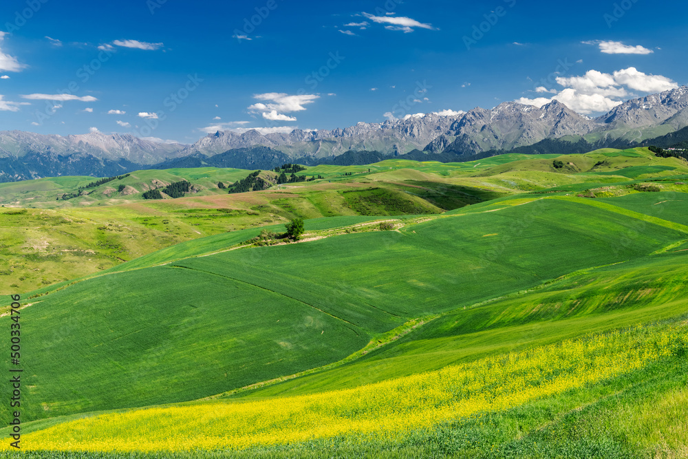 Fototapeta premium Summer Jiang braque scenic spot landscape in Qitai county Xinjiang Uygur Autonomous Region, China.