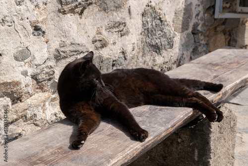 Black street cat lying on wooden bench © varbenov