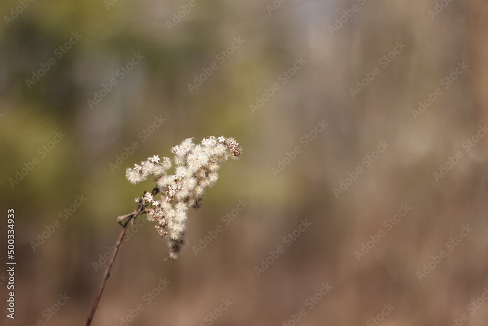 Nature forest wallpaper with bokeh Nature forest wallpaper with bokeh