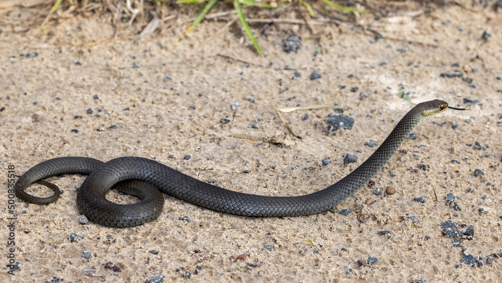 Swamp Snake (Hemiaspis signata) flickering tongue Swamp Snake (Hemiaspis signata) flickering tongue
