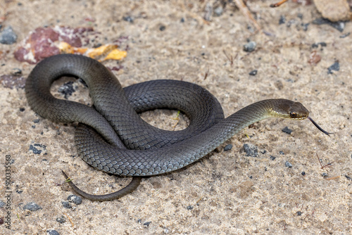 Swamp Snake (Hemiaspis signata) flickering tongue