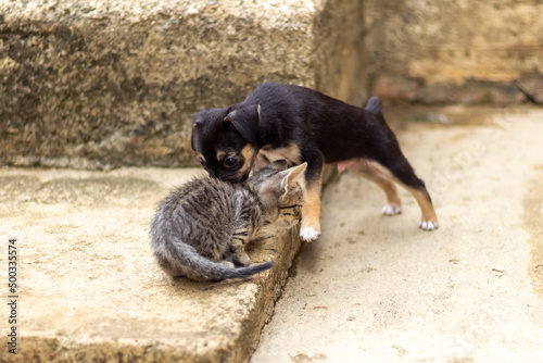 little dog and cat