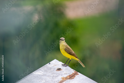 Bird 2