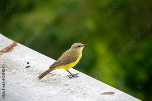 Bird