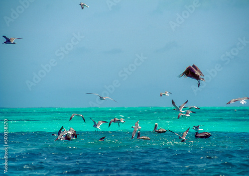 Pelicans flying and fishing on the turquoise waters of Los Roques archipiélago, Venezuela